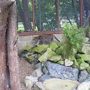 Ocelot enclosure at Banham Zoo, 14 September 2010