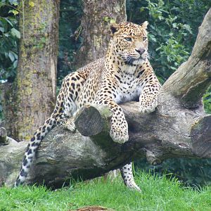 Sri Lankan leopard at Banham Zoo, 14 September 2010