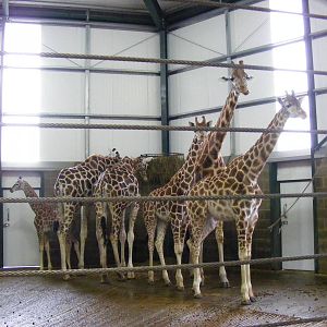 Giraffes at Banham Zoo, 14 September 2010