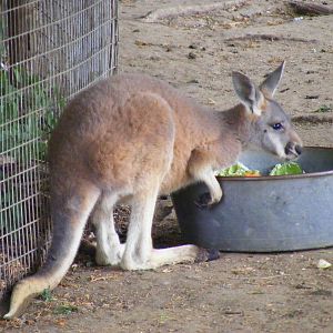 Red kangaroo joey at Banham Zoo, 14 September 2010