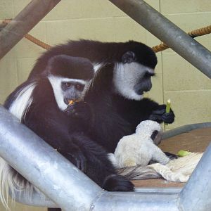 Black and white colobus monkeys at Banham Zoo, 14 September 2010