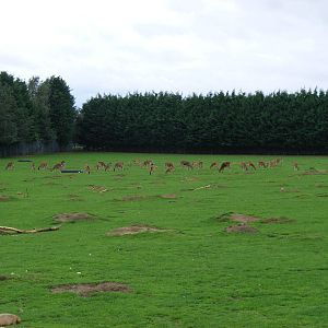 Formosan sika deer and prairie dogs at Banham Zoo, 14 September 2010