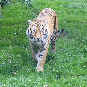 Amur tiger at Banham Zoo, 14 September 2010