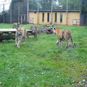 Amur tigers at Banham Zoo, 14 September 2010