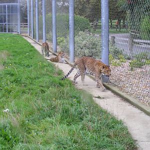 Sri Lankan leopards at Banham Zoo, 14 September 2010