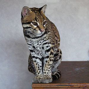 Ocelot at Banham Zoo, 14 September 2010