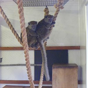 Sambirano bamboo lemurs at Banham Zoo, 14 September 2010