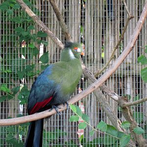 Africa-White-cheeked Turaco
