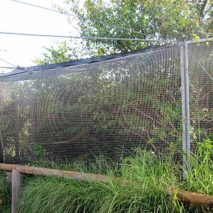 Africa-White-cheeked Turaco/Masked Lovebird Exhibit
