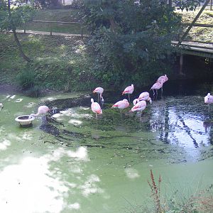 Chilean flamingoes at Amazona Zoo, 15 September 2010