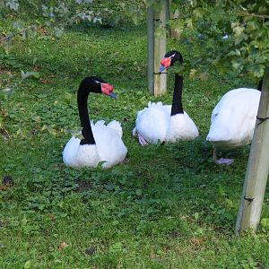 Black-necked swans at Amazona Zoo, 15 September 2010