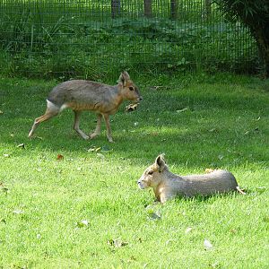 Free ranging maras at Amazona Zoo, 15 September 2010