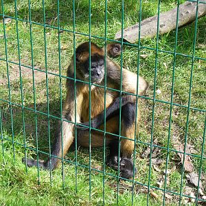 Geoffroy's spider monkey at Amazona Zoo, 15 September 2010