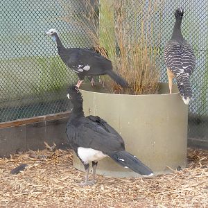 Bare-faced curassow and piping guans at Amazona Zoo, 15 September 2010
