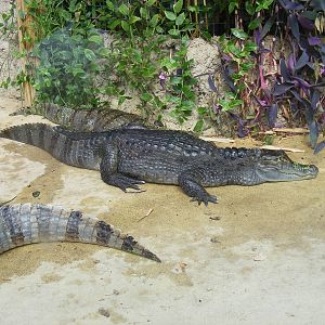 Spectacled caimans at Amazona Zoo, 15 September 2010