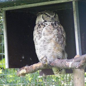 Great horned owl at Amazona Zoo, 15 September 2010