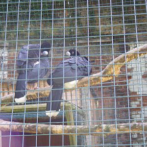 Northern helmeted curassows at Amazona Zoo, 15 September 2010