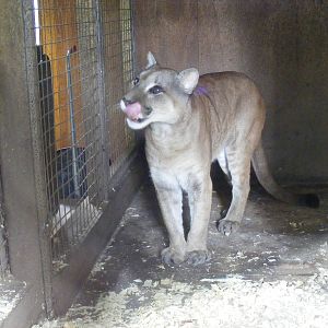 Puma at Amazona Zoo, 15 September 2010