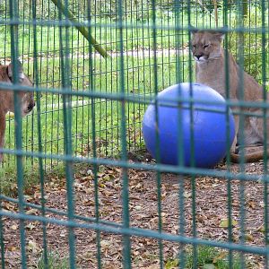 Pumas at Amazona Zoo, 15 September 2010