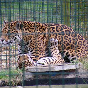 Jaguars at Amazona Zoo, 15 September 2010