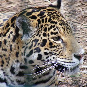 Jaguar at Amazona Zoo, 15 September 2010