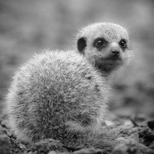 Meerkat - Who are you looking at??