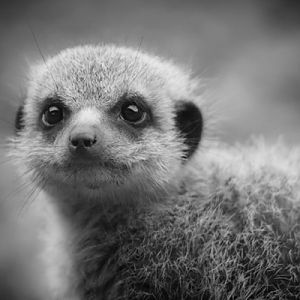Meerkat - Young and Inquisitive