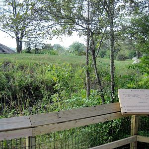 Africa-Cheetah Exhibit