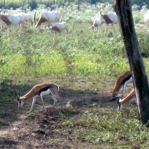 Africa-Springbok