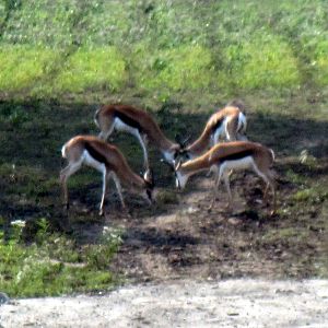 Africa-Springbok