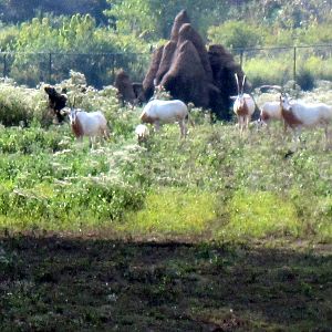 Africa-Scimitar-horned Oryxes