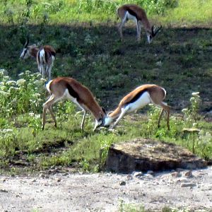 Africa-Springbok