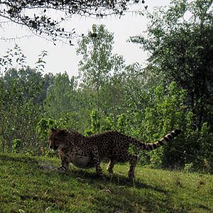 Africa-Cheetah