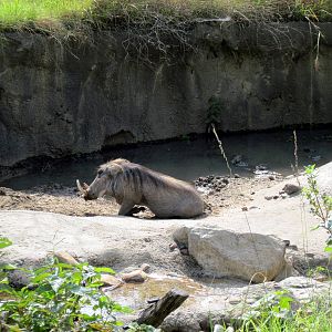 Africa-Warthog