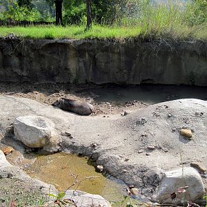 Africa-Warthog Exhibit