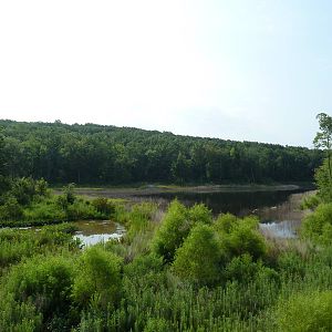 Multi-Acre Marsh