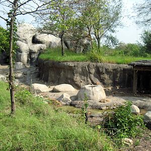 Africa-Warthog Exhibit