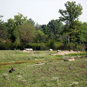 Africa-Scimitar-horned Oryxes