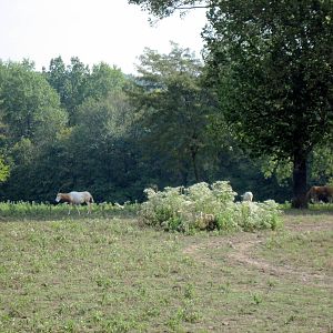 Africa-Scimitar-horned Oryx