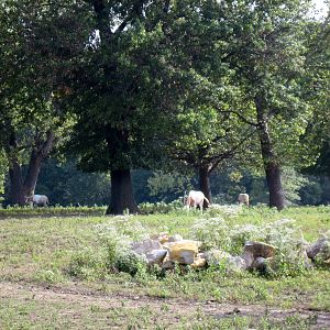Africa-Scimitar-horned Oryxes