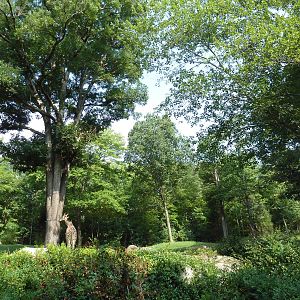 3.5 Acre Forest Edge - Reticulated Giraffe/Zebra/Ostrich Exhibit