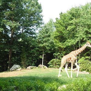 3.5 Acre Forest Edge - Reticulated Giraffe/Zebra/Ostrich Exhibit