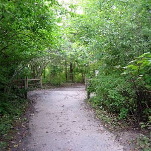 Africa-Congolese Forest