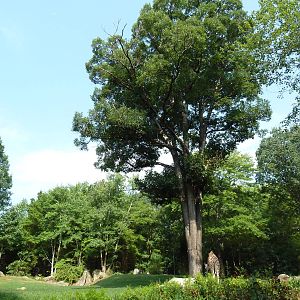 3.5 Acre Forest Edge - Reticulated Giraffe/Zebra/Ostrich Exhibit