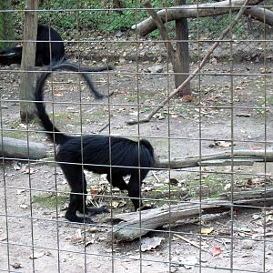 Africa-Black Mangabey