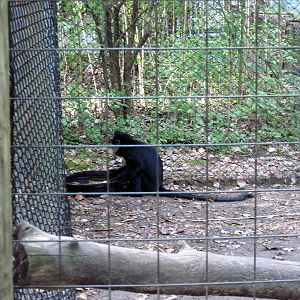 Africa-Black Mangabey