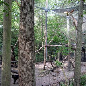 Africa-Black Mangabey Exhibit