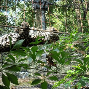 Africa-African Leopard