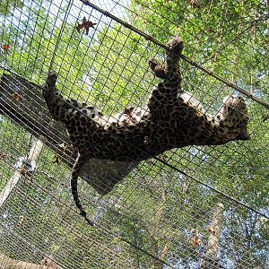 Africa-African Leopard