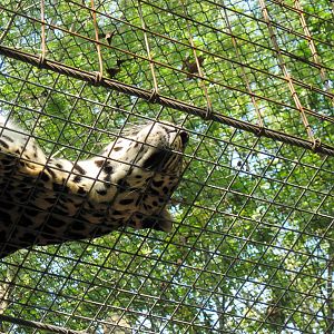 Africa-African Leopard